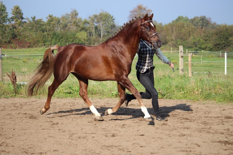 Welsh Partbred (Sec F) Fiango W billede 1