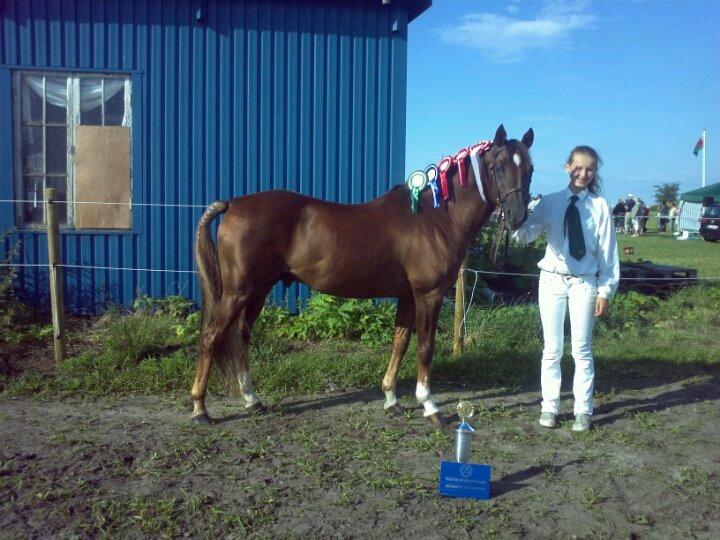 Welsh Partbred (Sec F) Fiango W billede 7