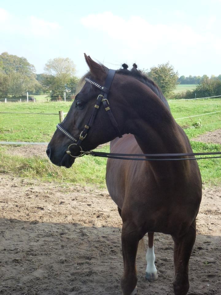 Welsh Partbred (Sec F) Fiango W billede 14