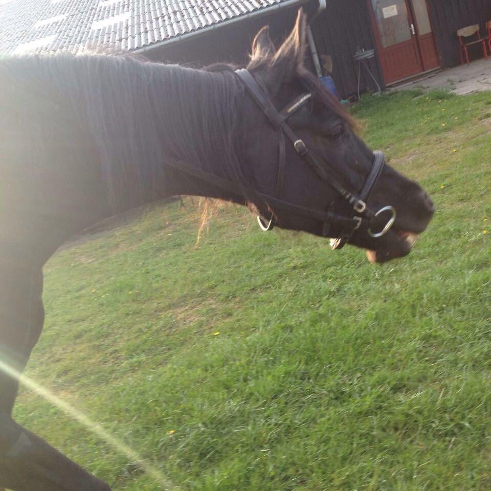 Anden særlig race Meulengracht`s Don Cordoba  billede 5