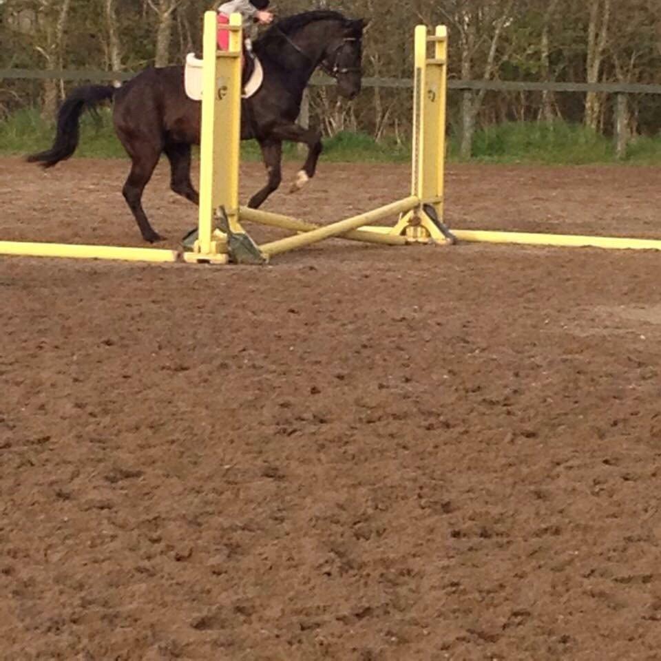 Anden særlig race Meulengracht`s Don Cordoba  billede 6