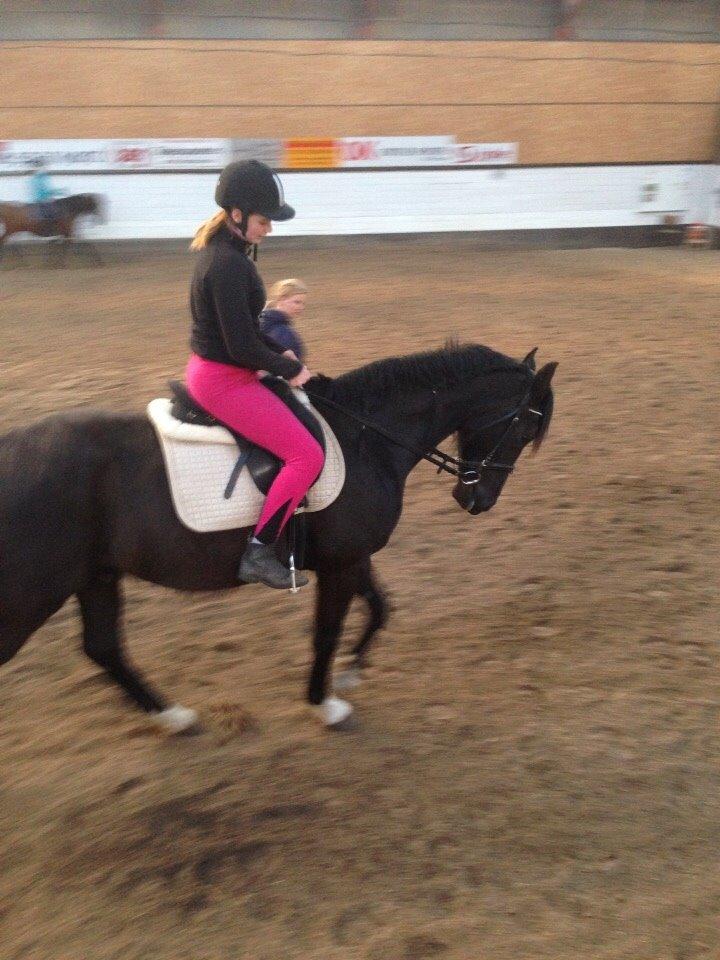 Anden særlig race Meulengracht`s Don Cordoba  billede 8