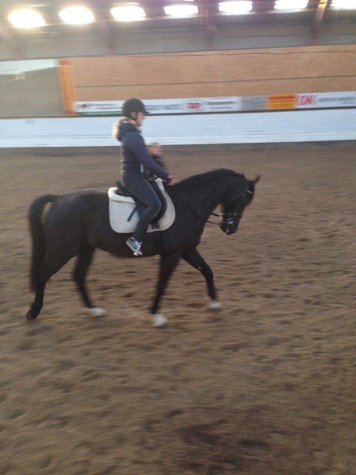 Anden særlig race Meulengracht`s Don Cordoba  billede 7