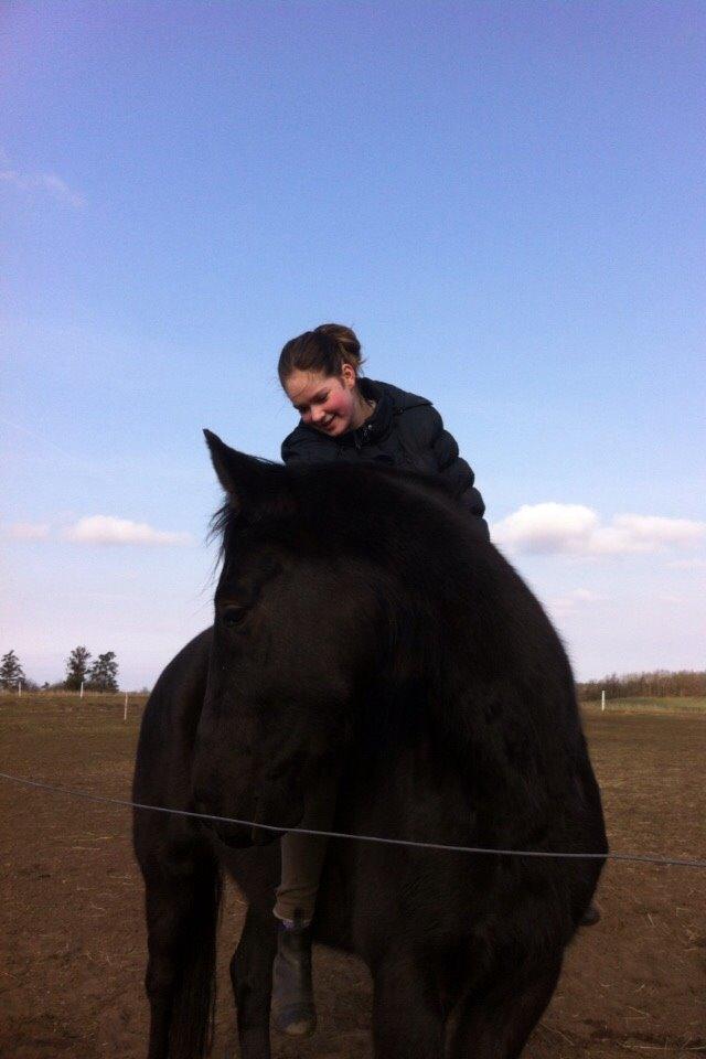 Anden særlig race Meulengracht`s Don Cordoba  billede 18