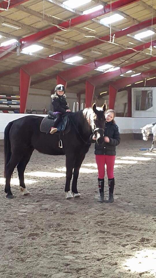 Anden særlig race Meulengracht`s Don Cordoba  billede 19