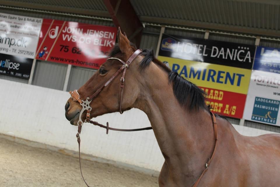 Dansk Varmblod Ørstedslunds Lucky Lady. <3 billede 14