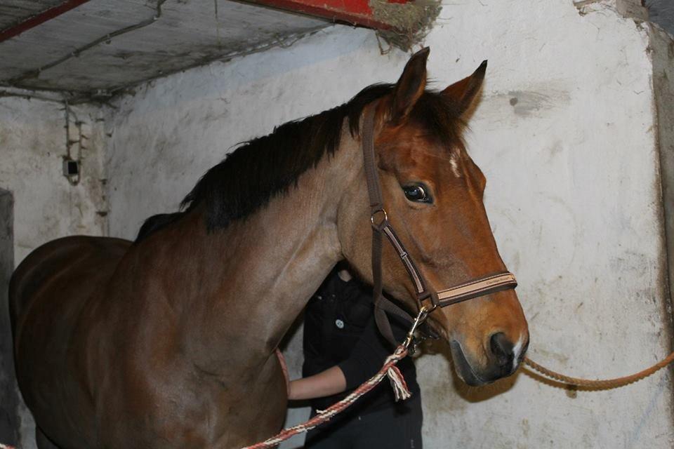 Dansk Varmblod Ørstedslunds Lucky Lady. <3 billede 7