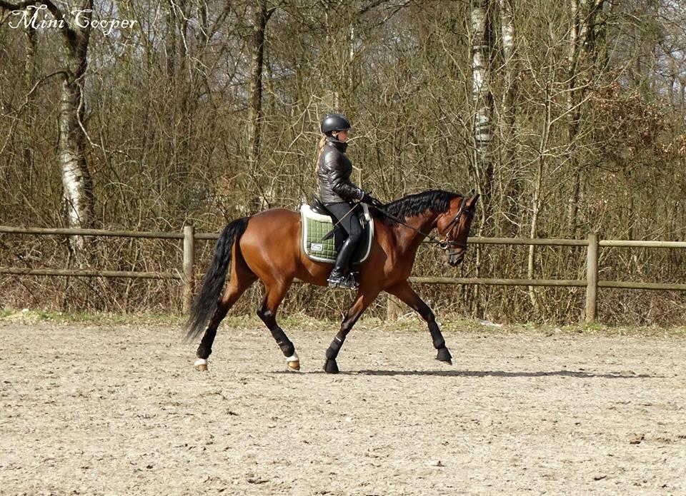 Tysk Sportspony Mini Cooper 5 billede 2