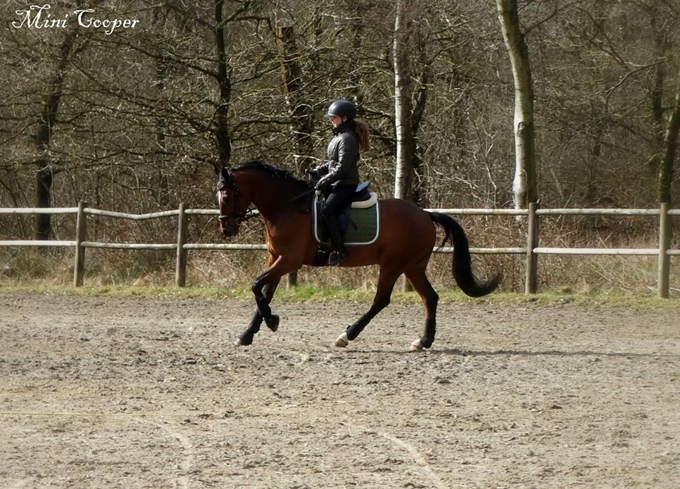Tysk Sportspony Mini Cooper 5 billede 8