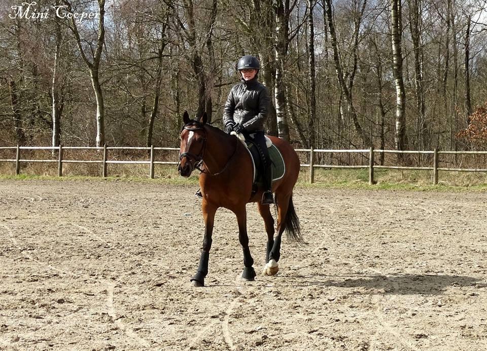 Tysk Sportspony Mini Cooper 5 billede 13