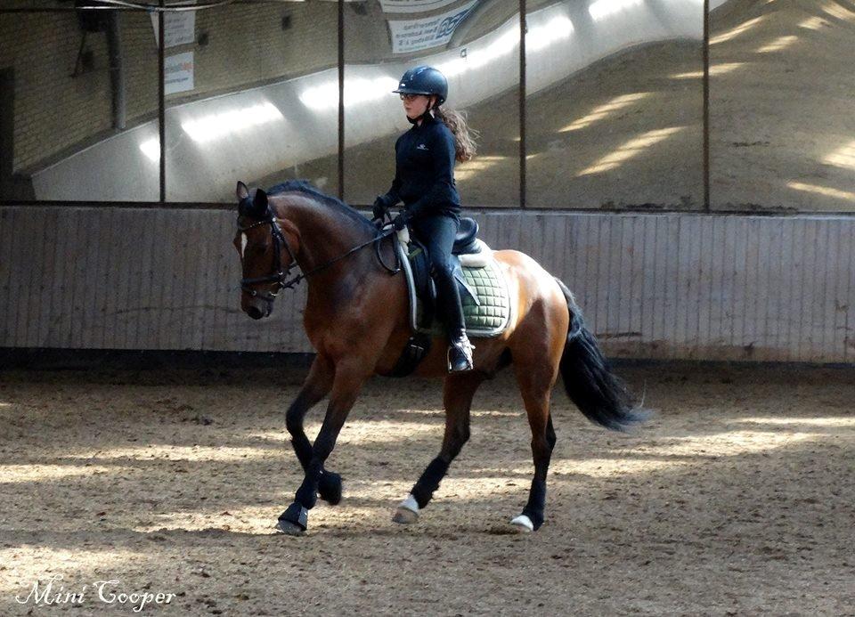 Tysk Sportspony Mini Cooper 5 billede 15