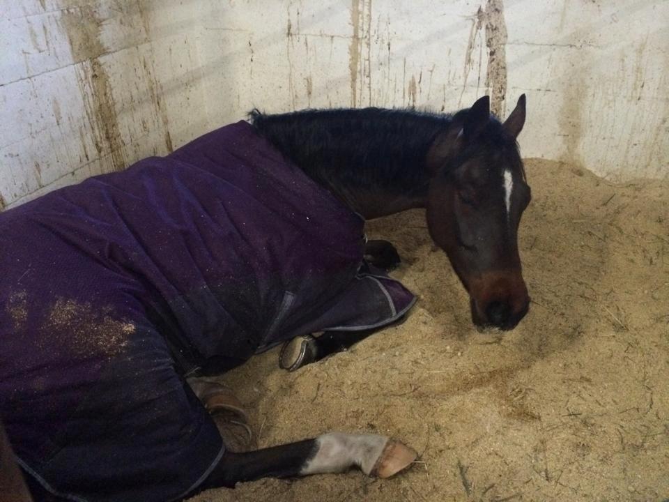 Tysk Sportspony Mini Cooper 5 - træt <3 billede 11