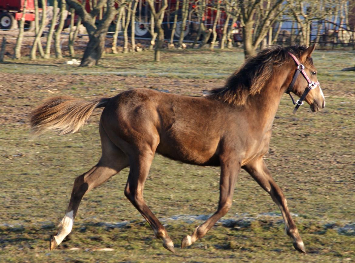 DSP Gaia M billede 12