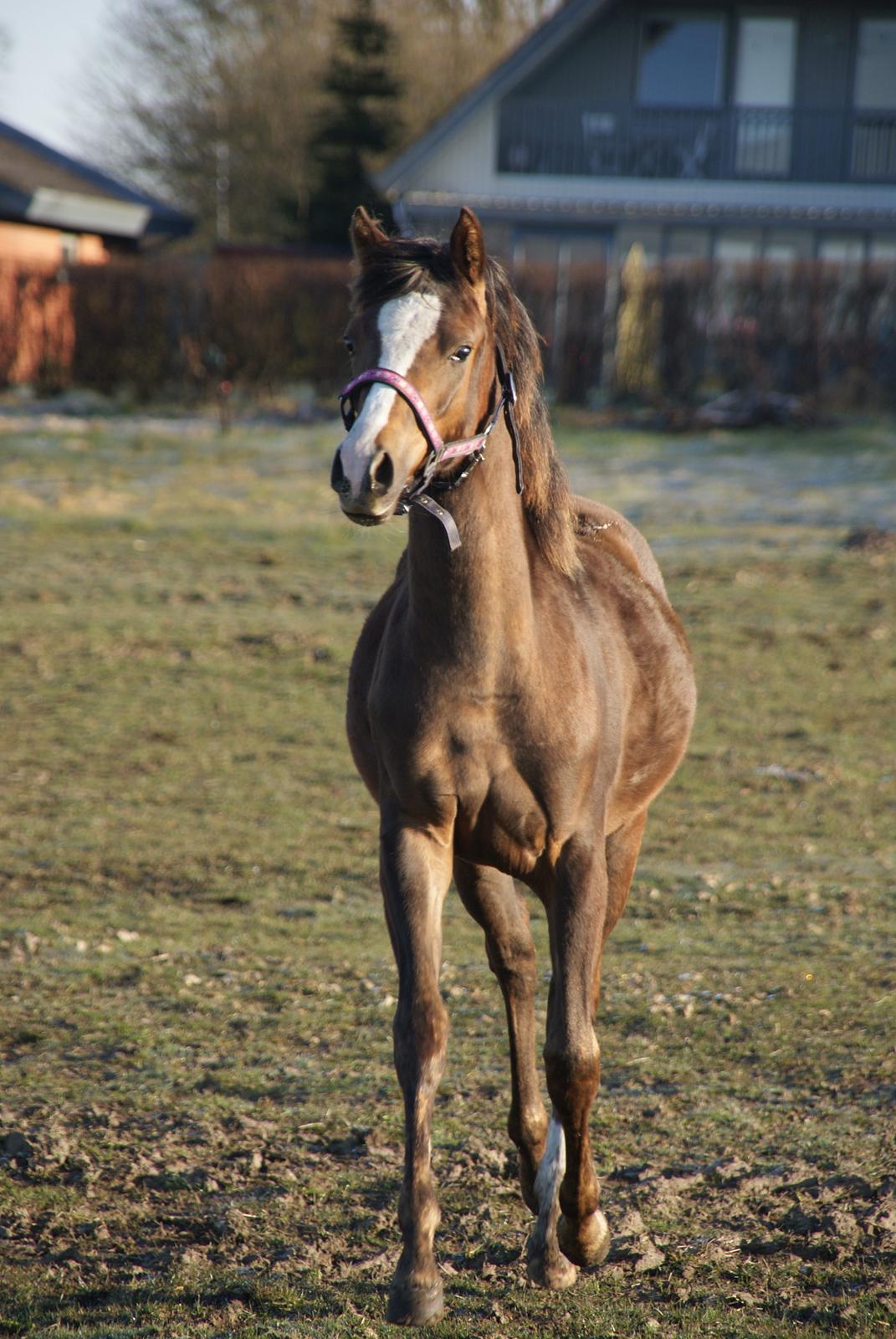 DSP Gaia M billede 14