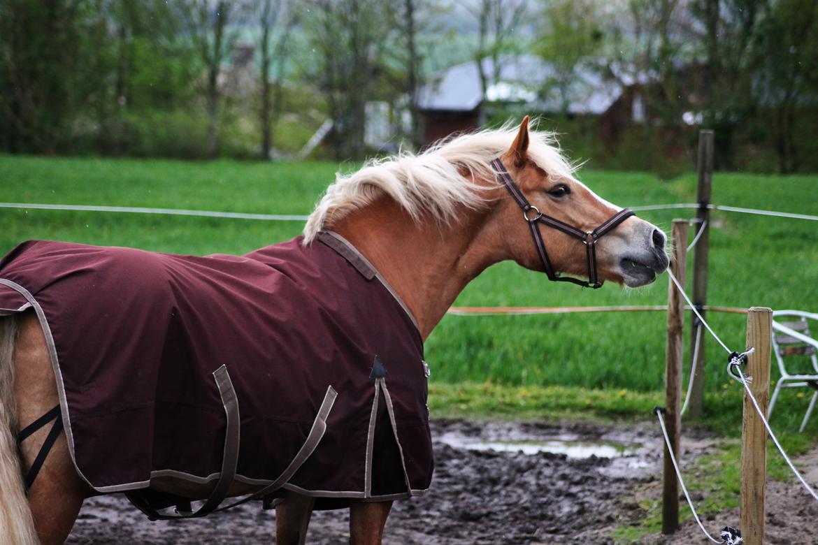 Haflinger Gipsy billede 6