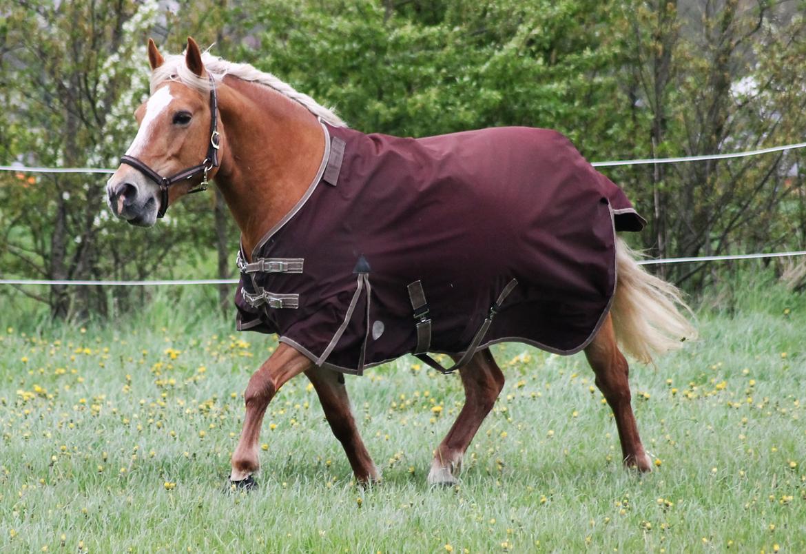 Haflinger Gipsy billede 23