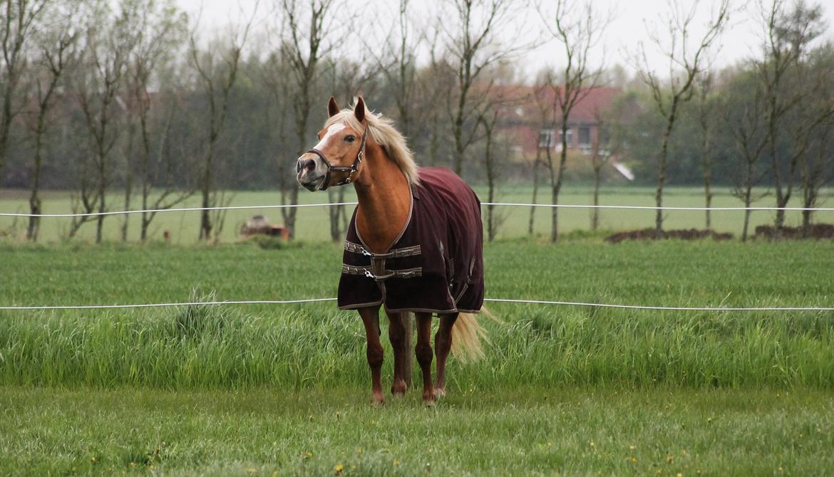 Haflinger Gipsy billede 22