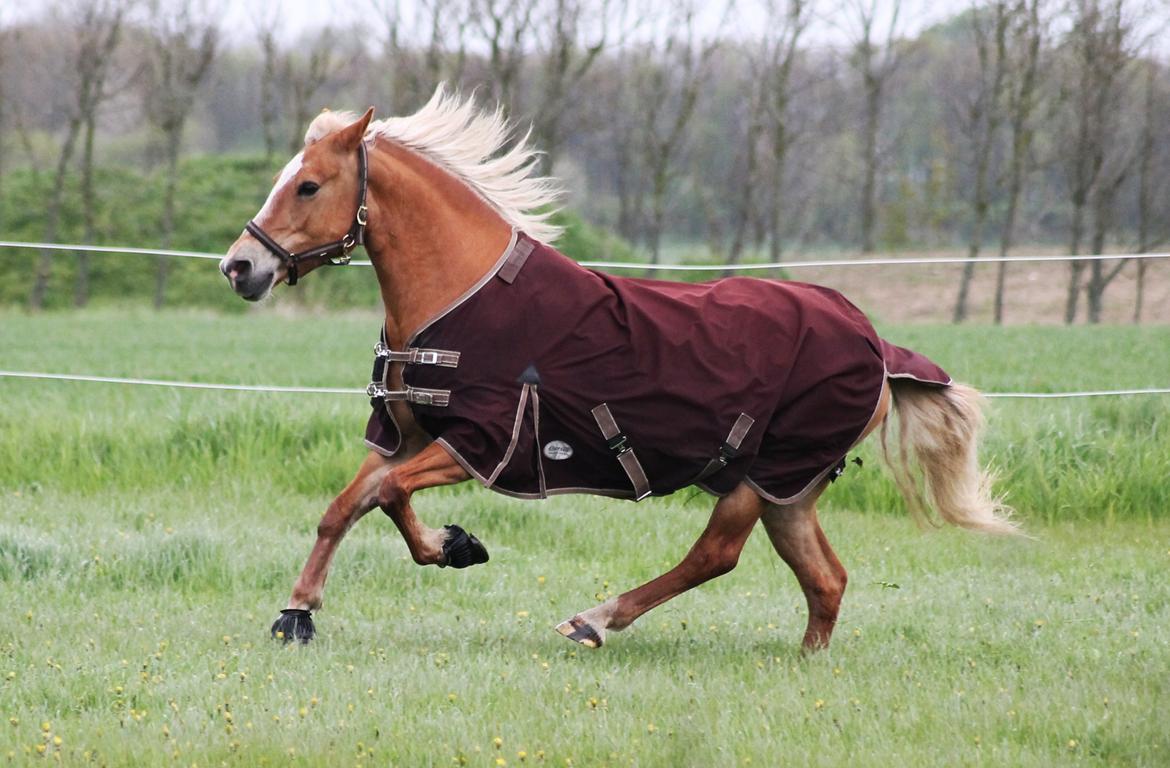 Haflinger Gipsy billede 30