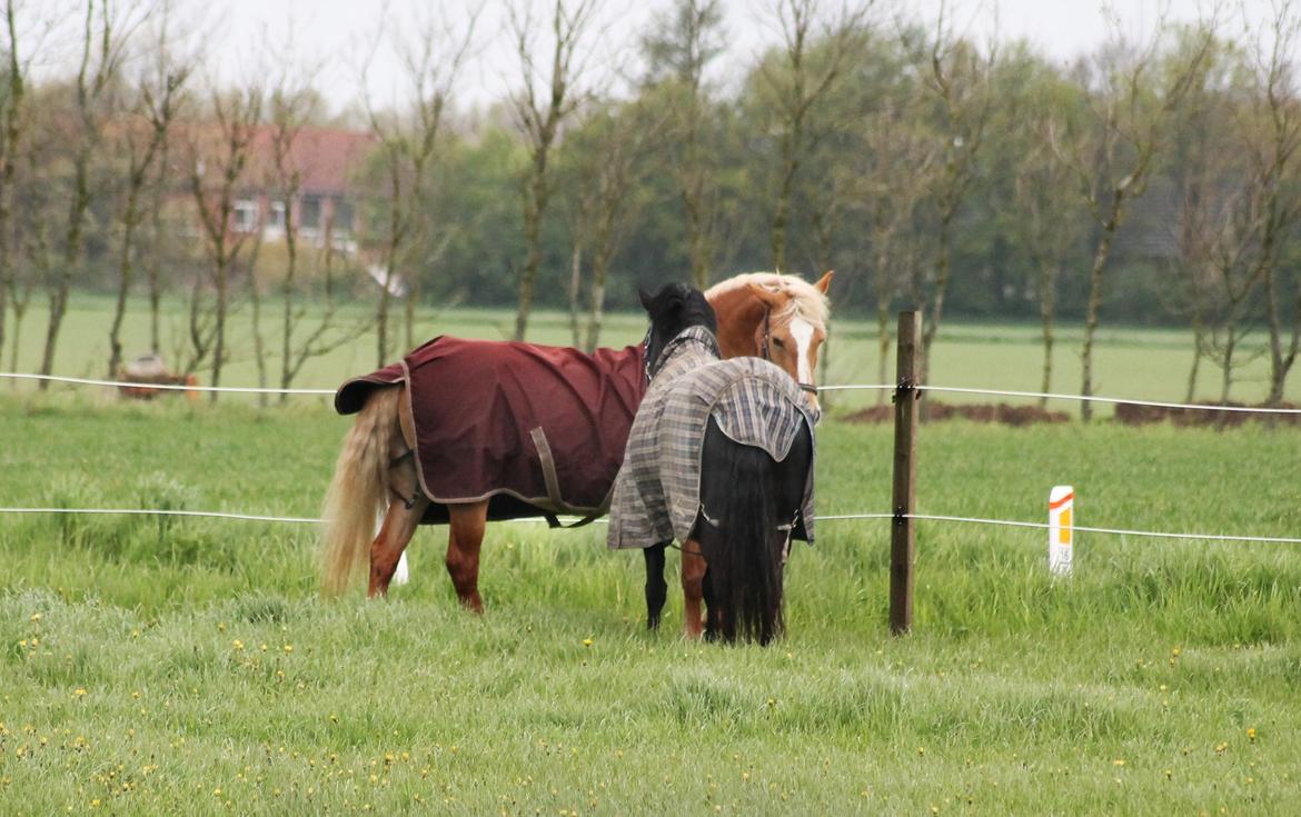 Haflinger Gipsy billede 26