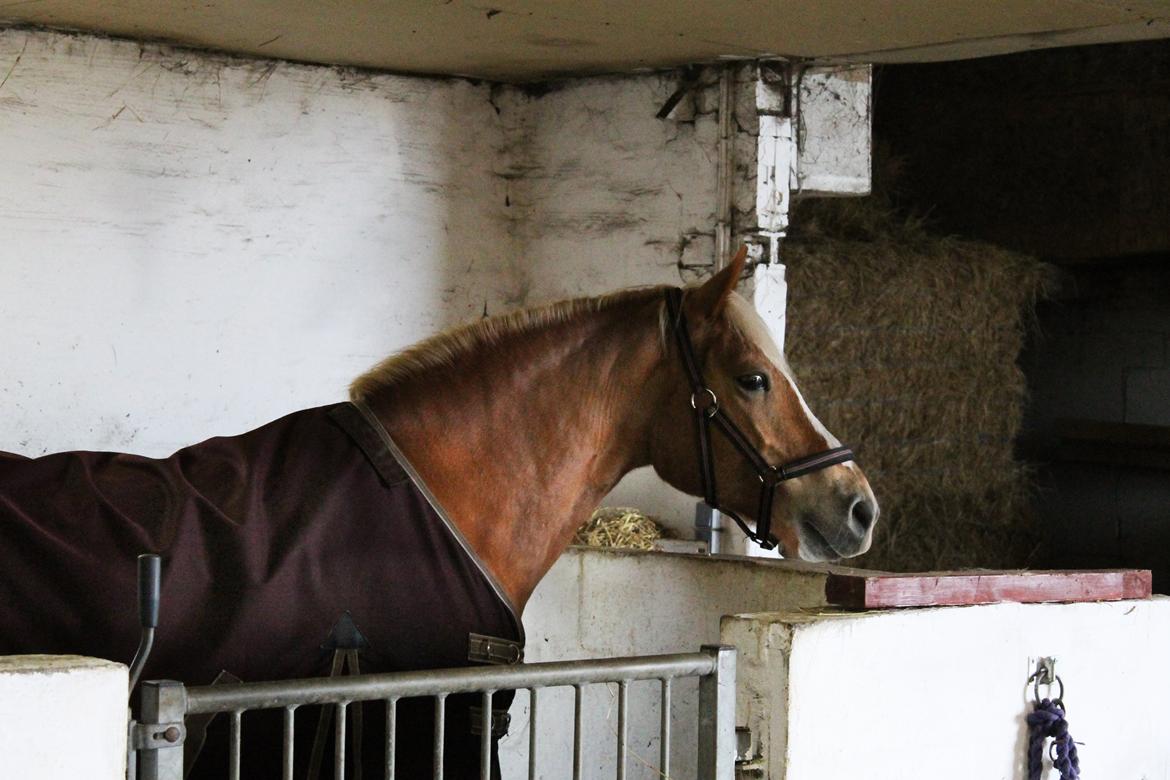 Haflinger Gipsy billede 33