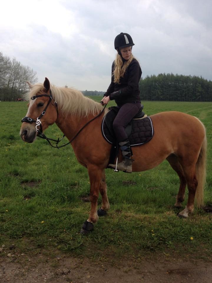 Haflinger Gipsy billede 14