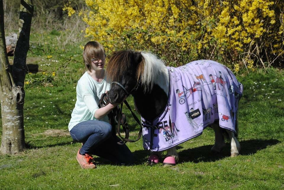 Shetlænder guldfrrøens Crosser billede 9