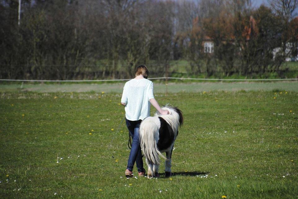 Shetlænder guldfrrøens Crosser billede 10