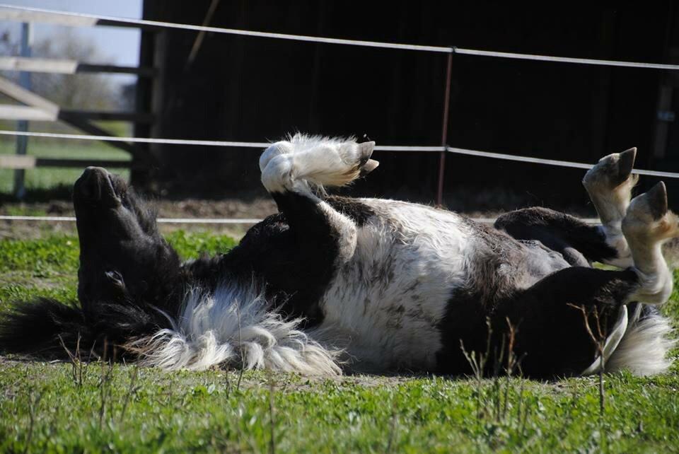 Shetlænder guldfrrøens Crosser billede 13