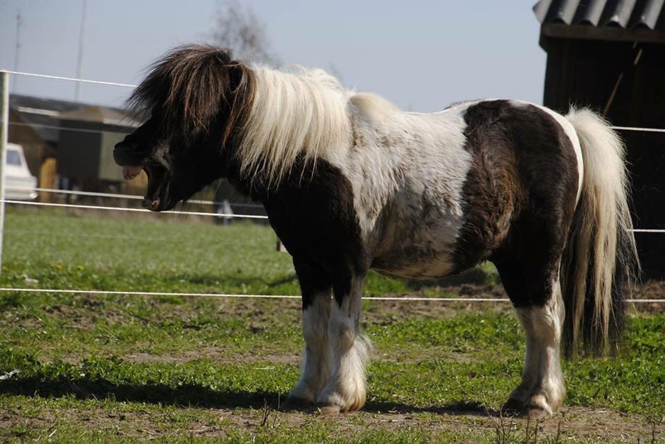 Shetlænder guldfrrøens Crosser billede 14