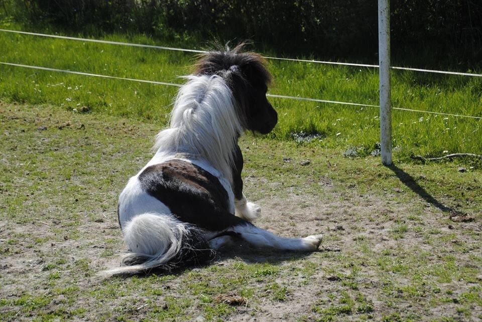 Shetlænder guldfrrøens Crosser billede 15