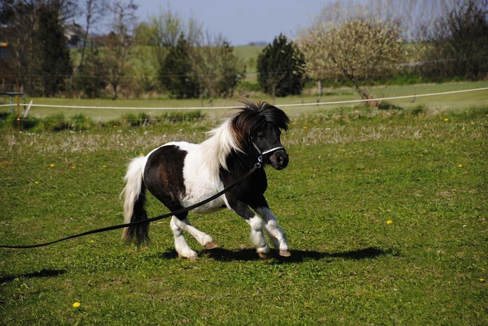 Shetlænder guldfrrøens Crosser billede 12
