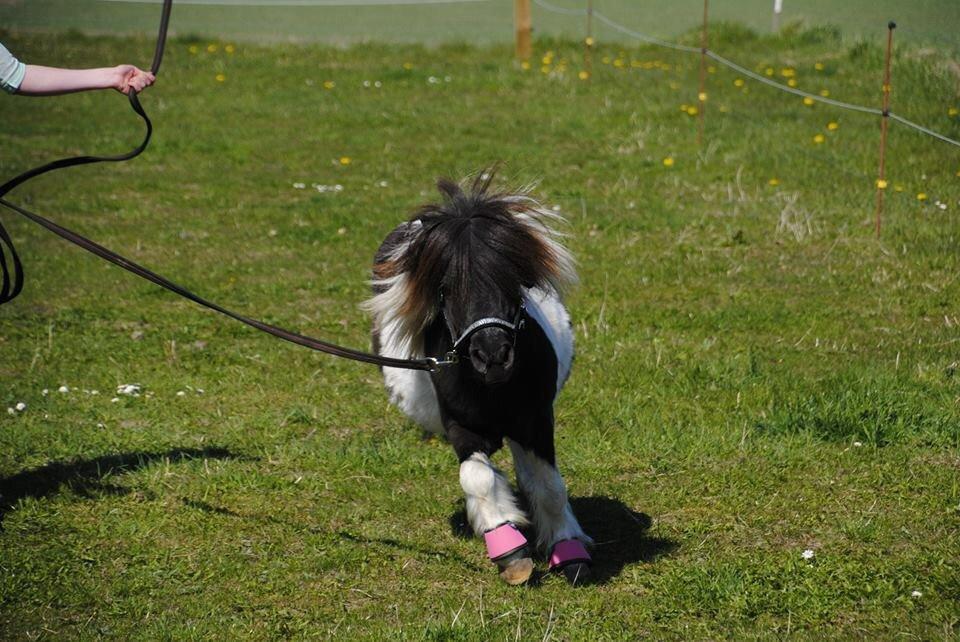 Shetlænder guldfrrøens Crosser billede 18