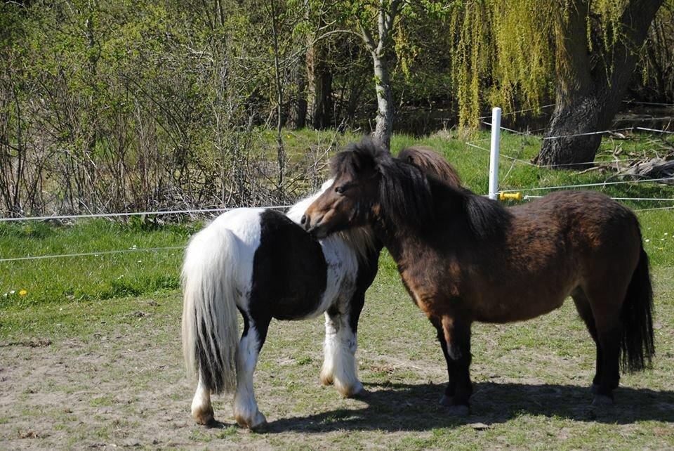 Shetlænder guldfrrøens Crosser billede 19