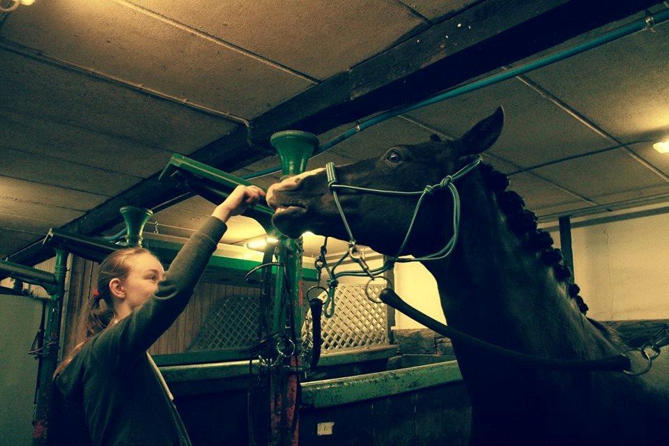 New Forest Southforks Athos - Inden stævne - Maj 2015 - Foto: Ida Eriksen billede 19