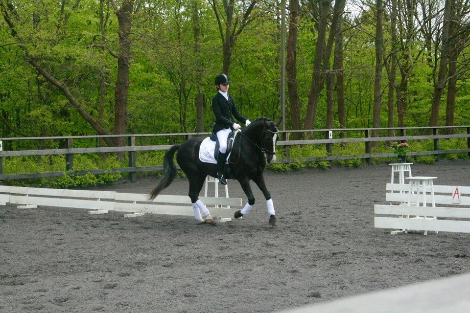 New Forest Southforks Athos - Stævne på Lundtofte 9/5 2015 - Foto: Ida Eriksen billede 10