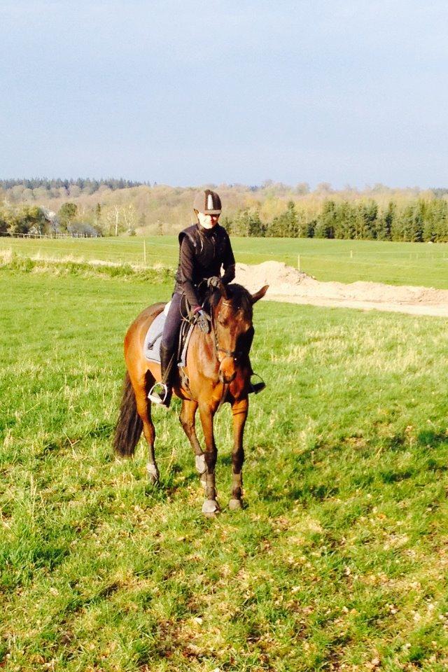 Dansk Varmblod Nødelunden´s Quite Temper/Flicka billede 8