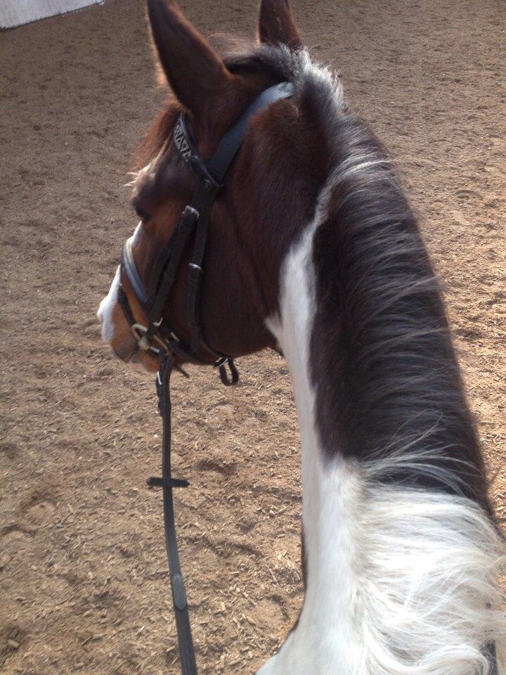 Anden særlig race Refsgaards Mon´Cheri. SOLGT billede 7