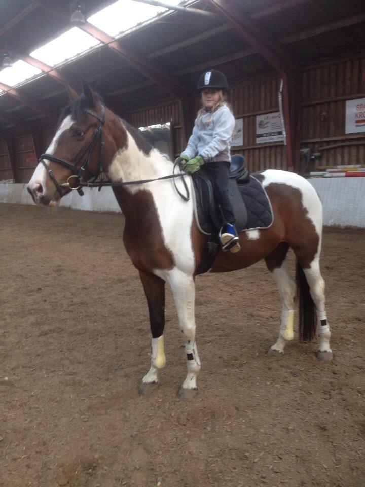 Anden særlig race Refsgaards Mon´Cheri. SOLGT billede 8