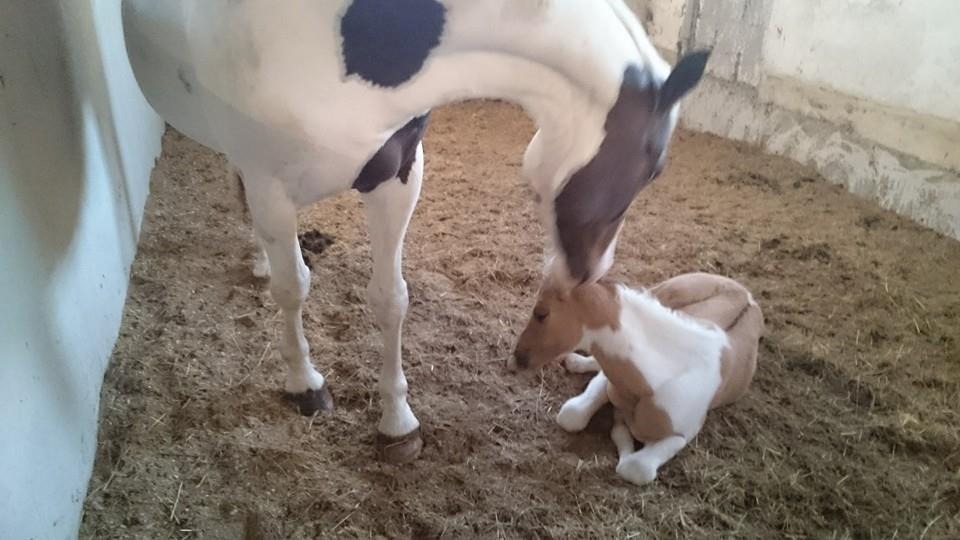 Pinto Ponygaardens Miss Mercy billede 2