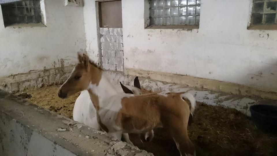 Pinto Ponygaardens Miss Mercy billede 3