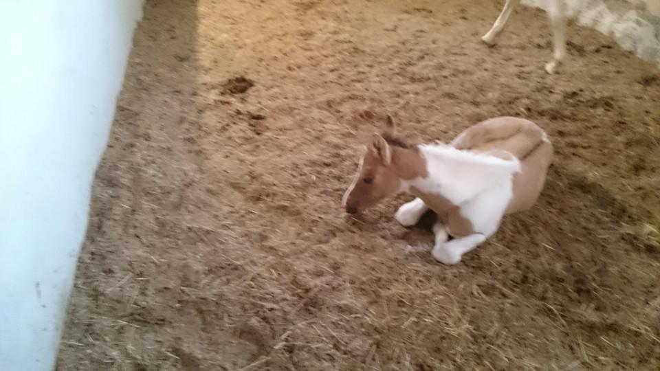 Pinto Ponygaardens Miss Mercy billede 4