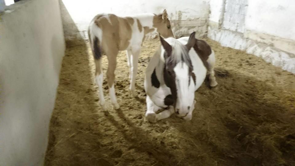 Pinto Ponygaardens Miss Mercy billede 5