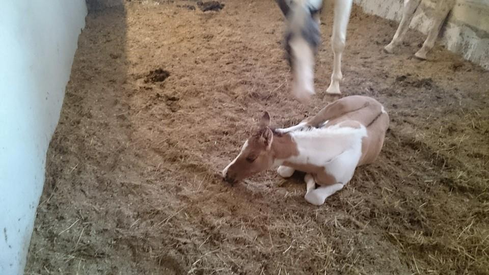 Pinto Ponygaardens Miss Mercy billede 7