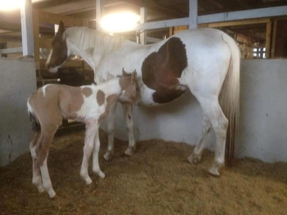 Pinto Ponygaardens Miss Mercy billede 8