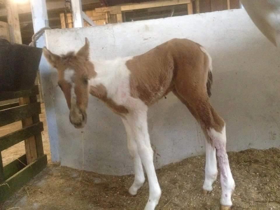 Pinto Ponygaardens Miss Mercy billede 9