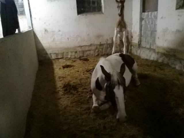 Pinto Ponygaardens Miss Mercy billede 10