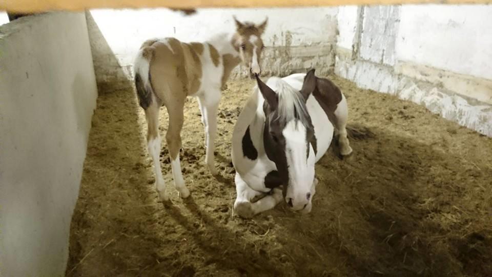 Pinto Ponygaardens Miss Mercy billede 11