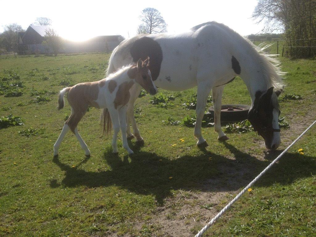 Pinto Ponygaardens Miss Mercy billede 1
