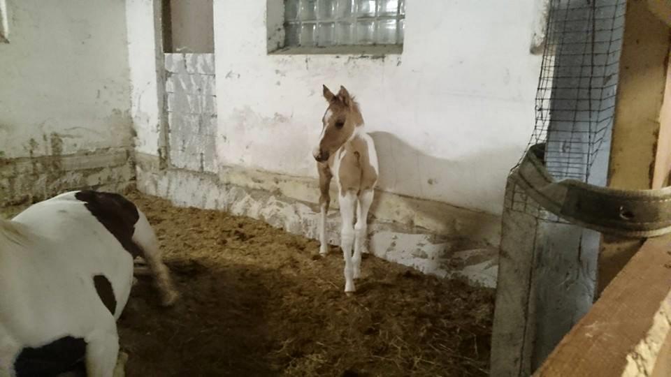 Pinto Ponygaardens Miss Mercy billede 12