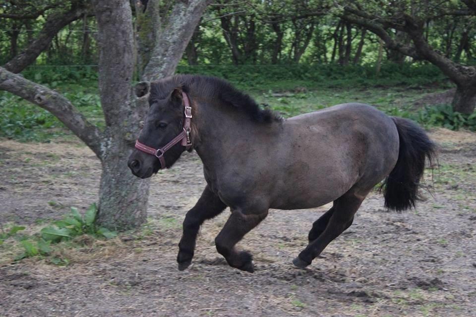 Shetlænder Iglsø's Zia - d. 09.05.15 - Zia's 3 års fødselsdag billede 10